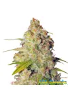 Gagarin Haze Feminised