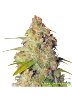 Gagarin Haze Feminised
