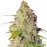 Gagarin Haze Feminised
