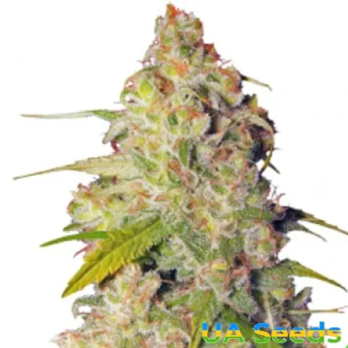 Gagarin Haze Feminised