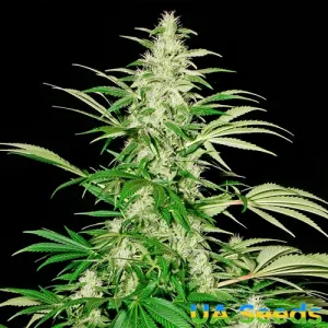 White Russian Feminised White Russian Feminised