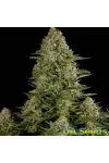 White Widow