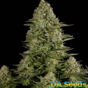 White Widow