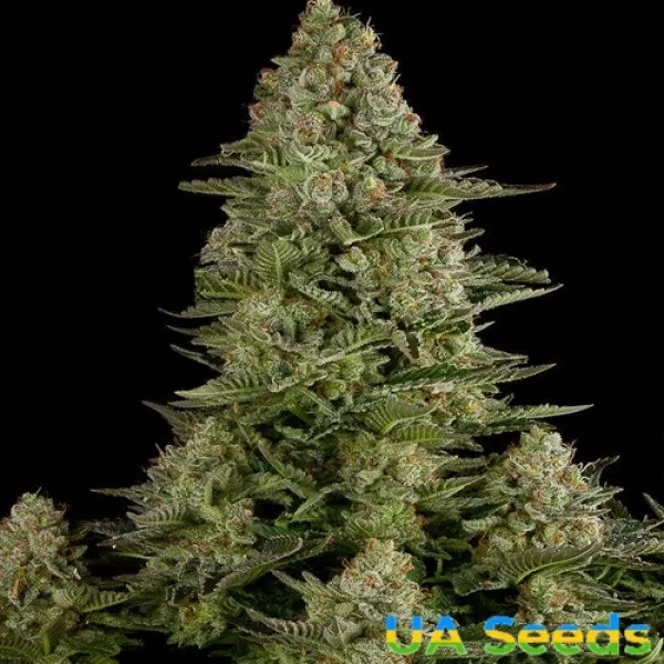 Семена конопли White Widow