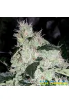 White Widow Feminised