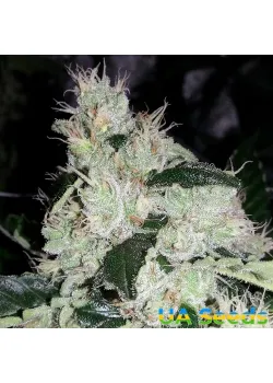 White Widow Feminised