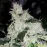 White Widow Feminised