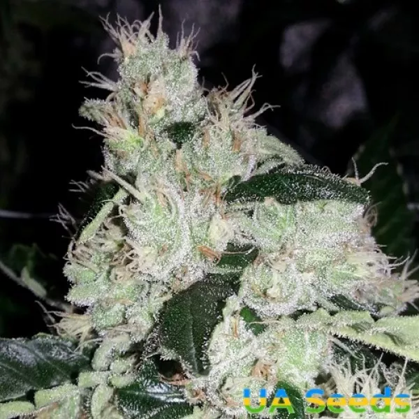 Насіння коноплі White Widow Feminised