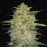 Space Kush Express Feminised by BullySeeds