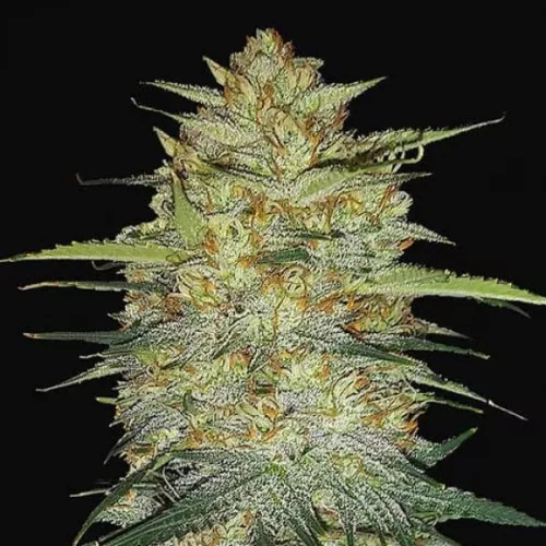 Семена конопли Space Kush Express Feminised by BullySeeds