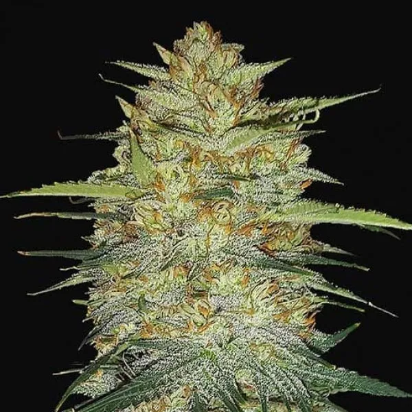 Насіння конопель Space Kush Express Feminised by BullySeeds