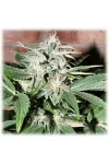 TGK HAZE FEM