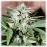 TGK HAZE FEM