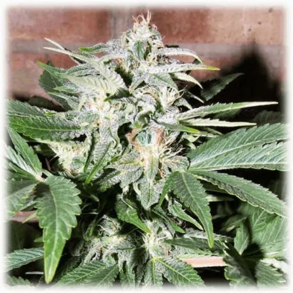 Насіння конопель TGK HAZE FEM
