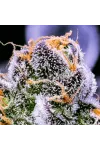 Auto 77 Days Feminised