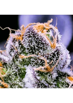 Auto 77 Days Feminised
