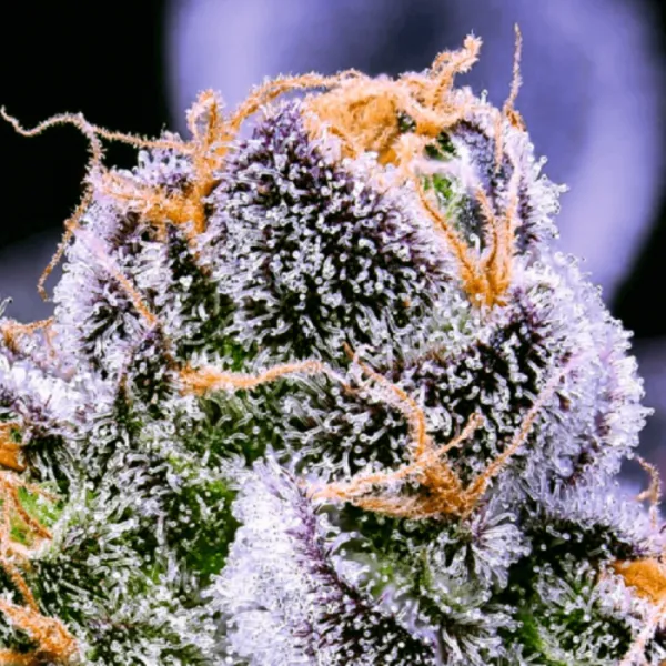 Насіння конопель Auto 77 Days Feminised