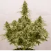 Насіння коноплі Auto Euphoria Feminised