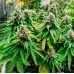 Семена конопли Auto Godfather OG Feminised