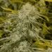 Насіння конопель Auto Bruce Banner Feminized