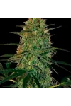 Chu Berry Auto Feminised