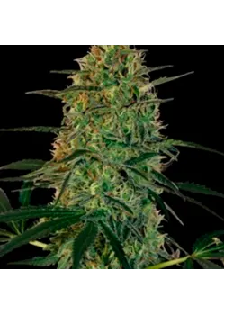 Chu Berry Auto Feminised
