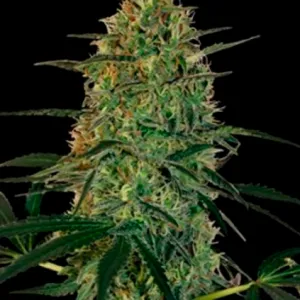 Chu Berry Auto Feminised Chu Berry Auto Feminised
