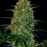 Chu Berry Auto Feminised