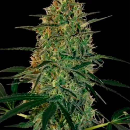 Семена конопли Chu Berry Auto Feminised