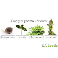 Как понять, что пора собирать харвест?