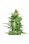 Amnesia Lemon