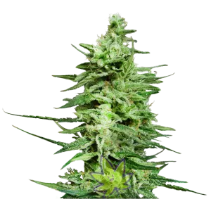 Amnesia Lemon