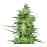 Amnesia Lemon
