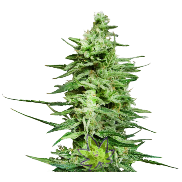 Семена конопли Amnesia Lemon