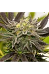Bubba Haze Express Feminised by BullySeeds