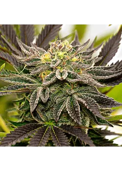 Bubba Haze Express Feminised by BullySeeds