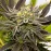 Bubba Haze Express Feminised by BullySeeds