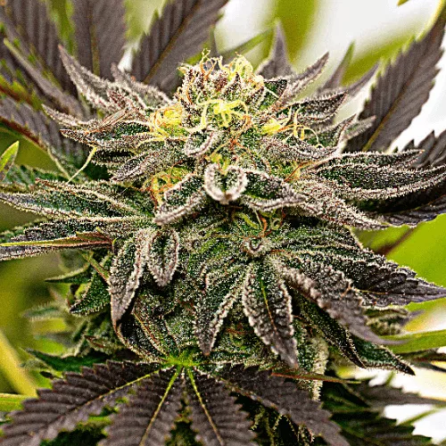 Семена конопли Bubba Haze Express Feminised by BullySeeds