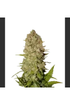 Divine Indica Feminised