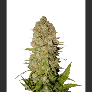 Divine Indica Feminised