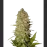 Divine Indica Feminised