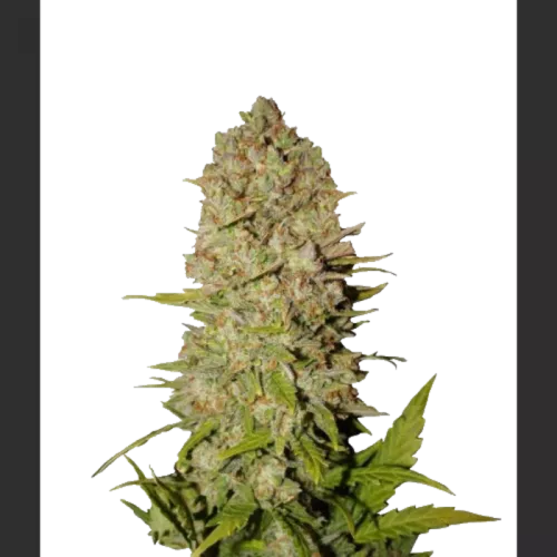 Семена конопли Divine Indica Feminised