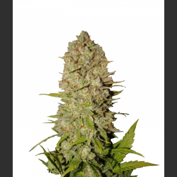 Семена конопли Divine Indica Feminised Семена конопли Divine Indica Feminised