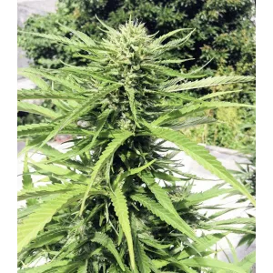 Brooklyn Sunshine Feminised Brooklyn Sunshine Feminised