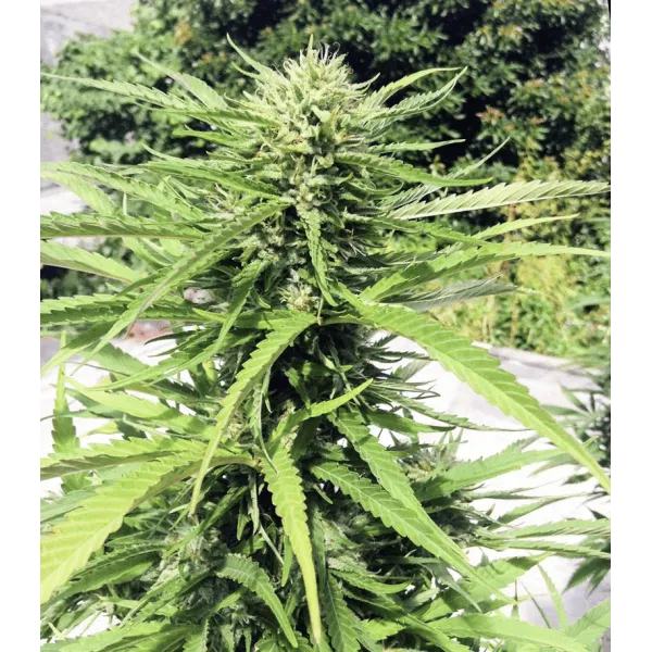 Семена конопли Brooklyn Sunshine Feminised