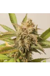 Chemdawg Feminised