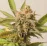 Chemdawg Feminised