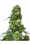Early Skunk Feminized