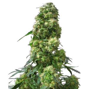 Early Skunk Feminized