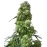 Early Skunk Feminized